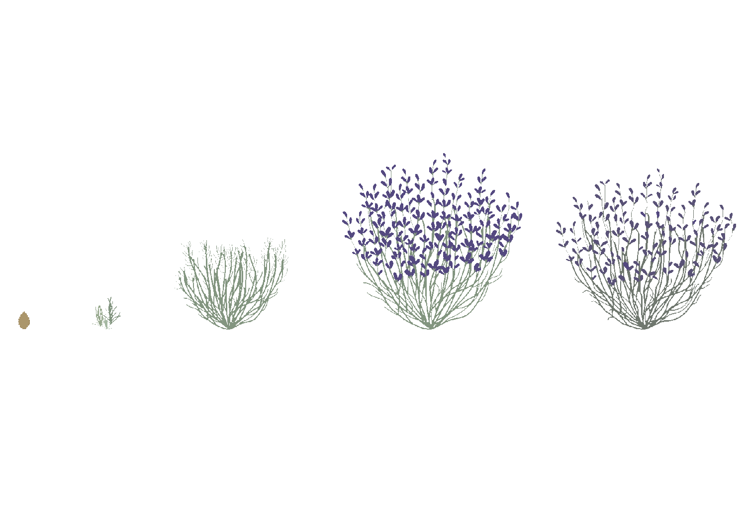 Growth of Lavender