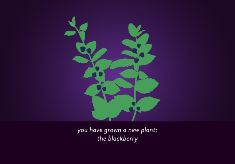 City Bloom Reward Blackberry
